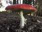 Légyölő galóca (Amanita muscaria), Őrség